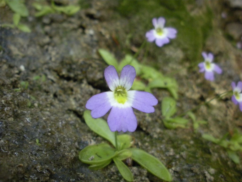 Pinguicula hirtiflora Ten. / Pinguicola a fiori irti